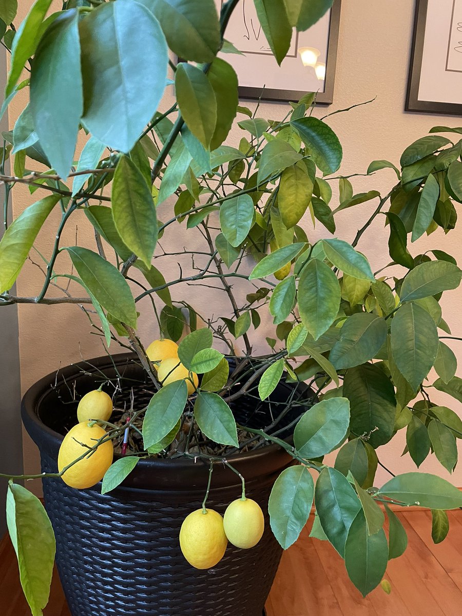 CompostExpress's tweet photo. More Meyer lemon #fruit in abundance this winter. You? @srbernstein @IanAnd58 @AliSherwood https://t.co/tVgZEdV44Z