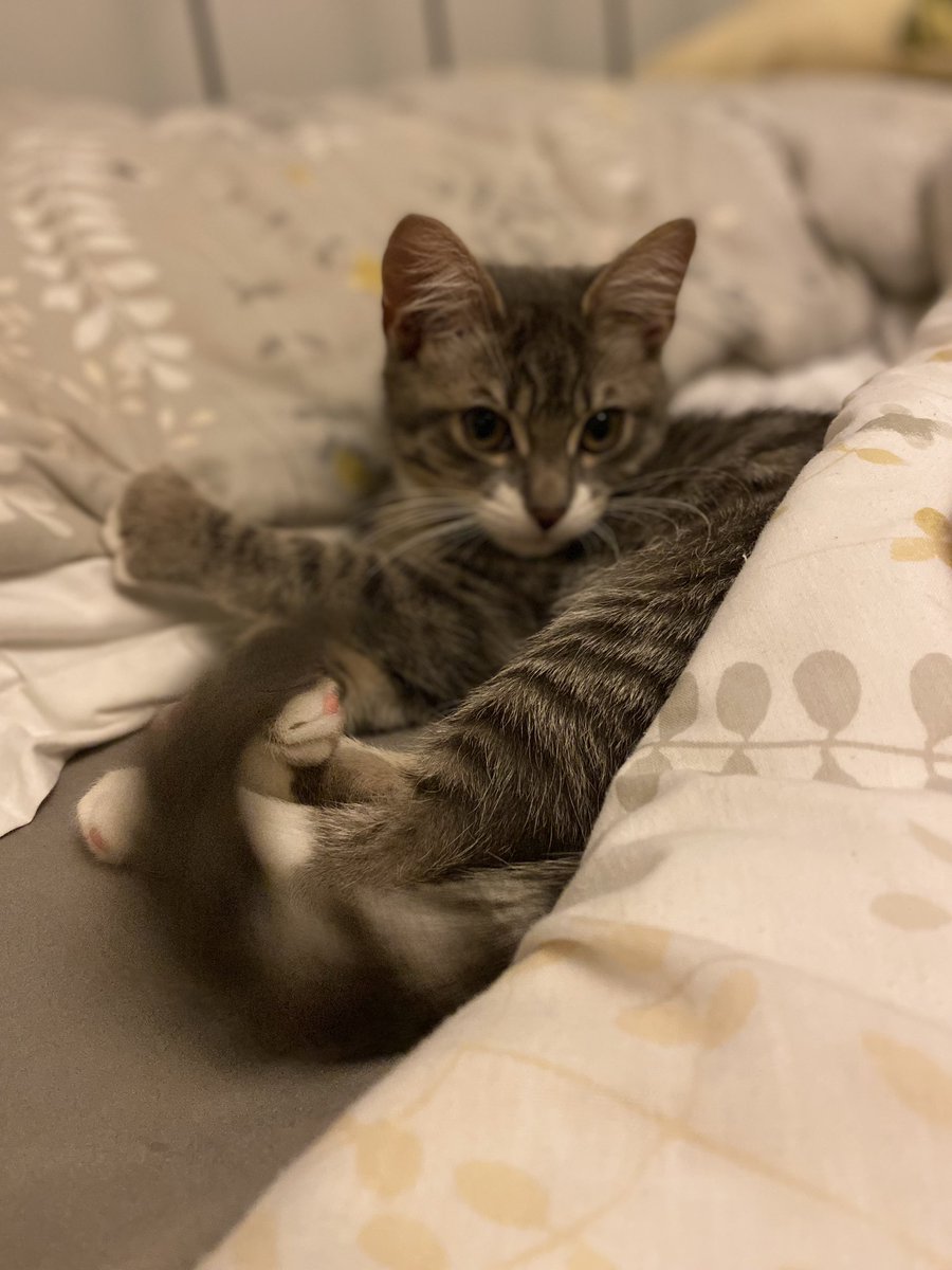 Lopezbleaumulti's tweet photo. He’s too cute 🥰🥺🥺 #kitten #halfbengal #bestfriend https://t.co/zRFGl5JKk6