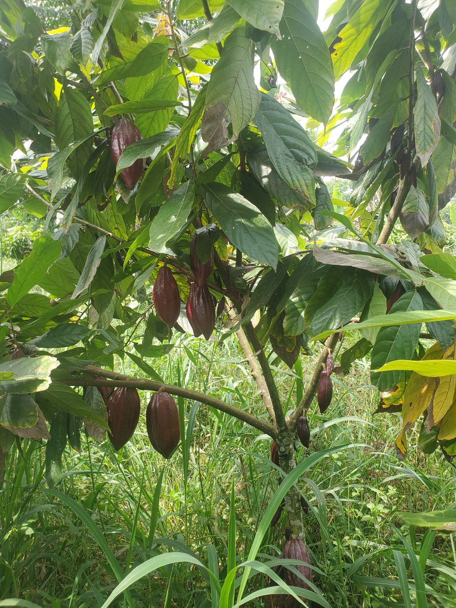 AnnoxM's tweet photo. This is a cocoa tree of 3years,.well endowed with fruits...in 3_4 years cash falls in...#inspired. https://t.co/51ljWEcTwx