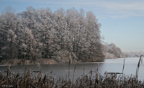 JistaX's tweet photo. New artwork for sale! - "Snowy white forest by Vaxjos largest lake Helgasjon with ice" - https://t.co/MEsYK8ARRk @fineartamerica https://t.co/JVRsz9RUbc