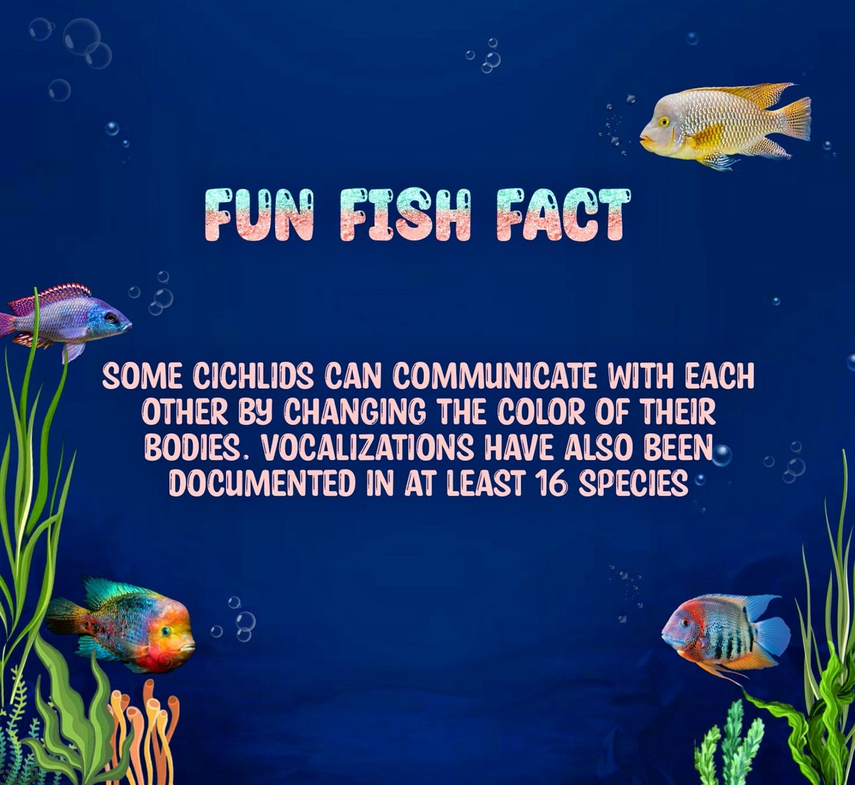 MotherPuffers's tweet photo. Fun Fish Fact ๐๐ #funfishfact #cichlids #tuesdayvibe https://t.co/6yTnRcF5Tt