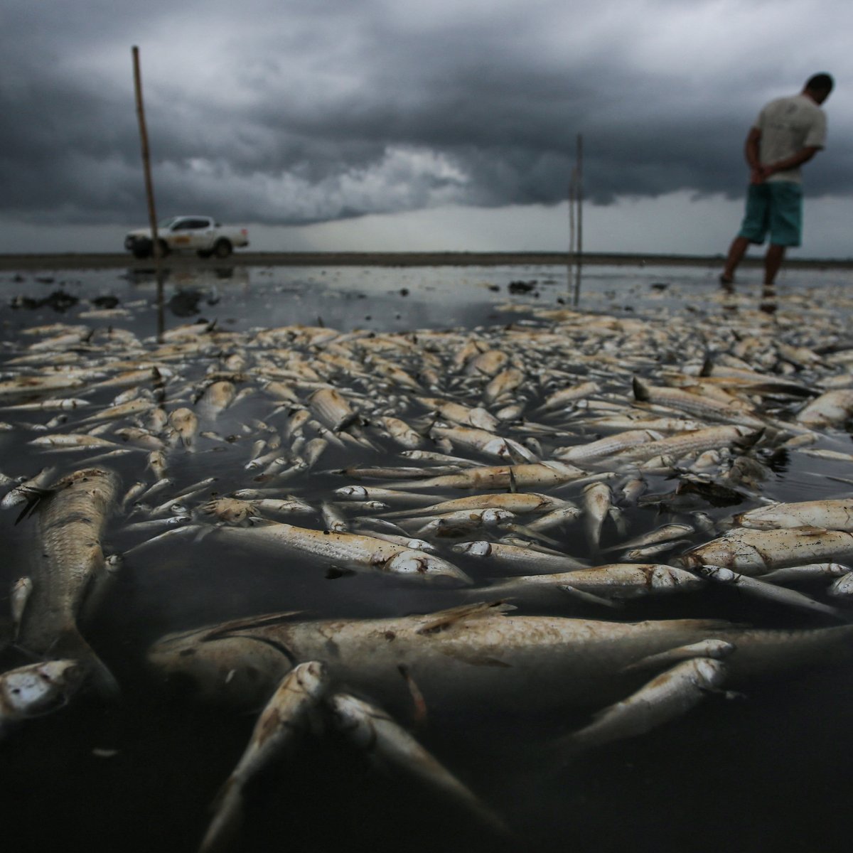 CGTNOfficial's tweet photo. As #Brazil faces a punishing drought, swaths of the so-called Fish Lagoons in Rio Grande do Sul are empty of water and filled instead with vast amounts of dead #fish, the latest mass casualties of the country's dry spell. https://t.co/Pzy22DxgN4