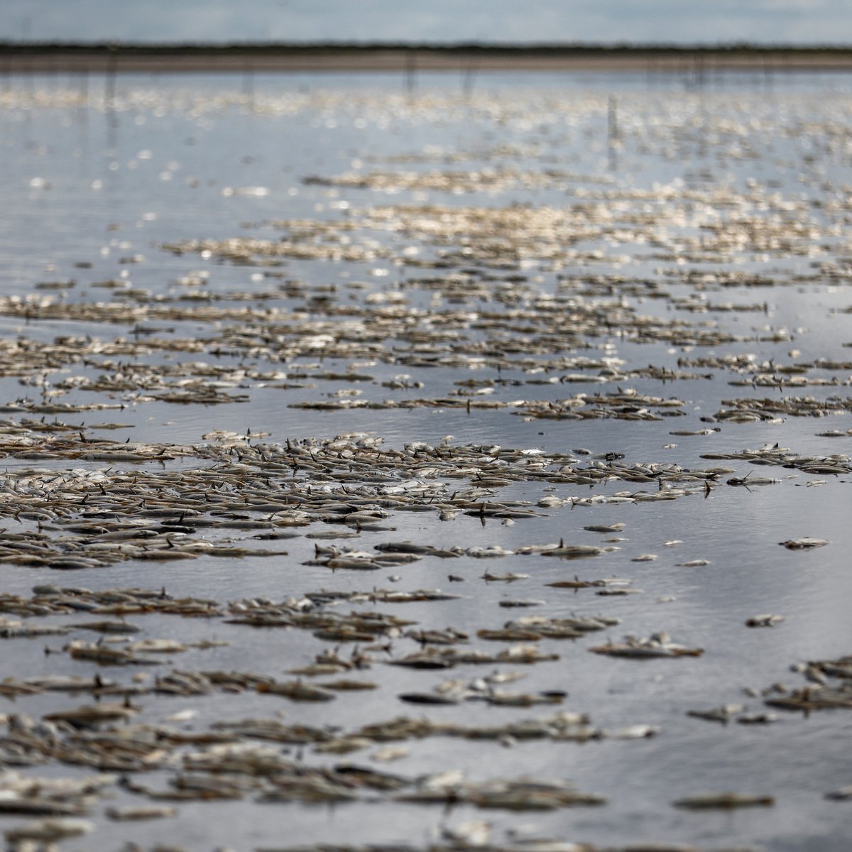 CGTNOfficial's tweet photo. As #Brazil faces a punishing drought, swaths of the so-called Fish Lagoons in Rio Grande do Sul are empty of water and filled instead with vast amounts of dead #fish, the latest mass casualties of the country's dry spell. https://t.co/Pzy22DxgN4