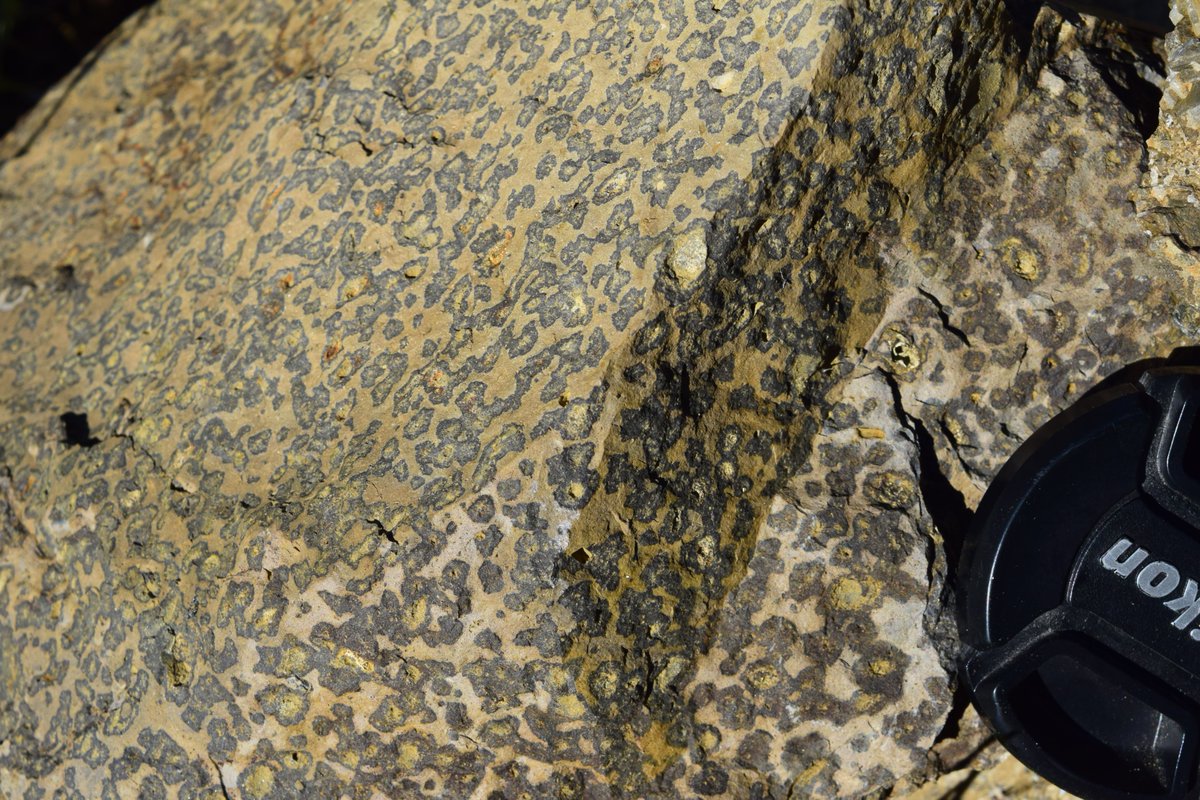 Close-up photo of a tan rock face mottled with gray and pale green spots. Half a camera lens cap is included for scale.