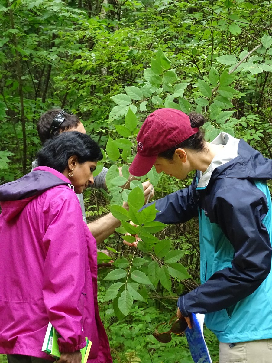 HarvardForest's tweet photo. We're hiring! The Schoolyard Ecology Program Coordinator will support diverse teachers as they collect long-term field data outdoors with their students, then analyze data to tell local global change stories. 2 years' experience teaching STEM is required.  https://t.co/mXlJeT0KiE https://t.co/KDXEhHkyVe