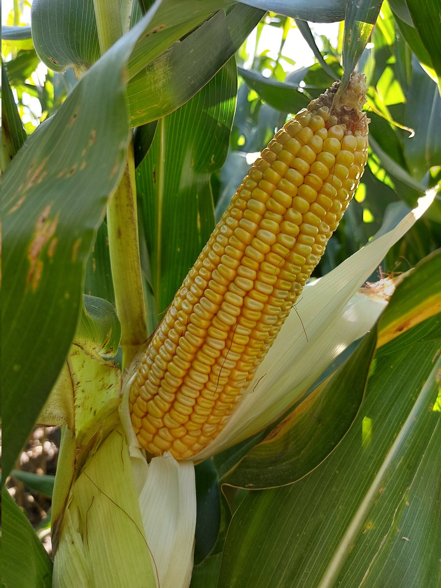 luchysoco's tweet photo. Recorrida por #RemoPoint de @OdSagro con el equipo @Bayer4CropsAR de la región Oeste 🌽🌽 se viene lindo este maíz DK72-08 en ambientes de alto potencial 🌽🌽 https://t.co/5QRFAPlcmc