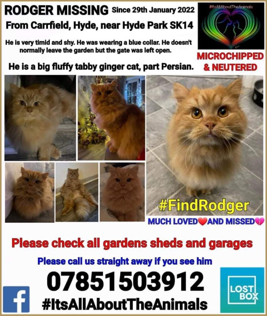 AnitaJayneBooth's tweet photo. @rickygervais please help make my Rodger famous! Heβs been missing for 11 days, possibly stolen as no sightings, heβs part Persian & I miss him so much! Chipped, neutered & got a collar! #findrodger #thankyou β€οΈππ€πΌππΌπ https://t.co/uCgT1yuOjx