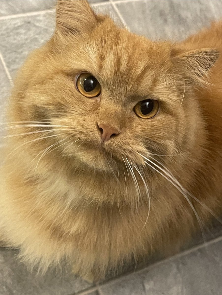 AnitaJayneBooth's tweet photo. @rickygervais please help make my Rodger famous! Heβs been missing for 11 days, possibly stolen as no sightings, heβs part Persian & I miss him so much! Chipped, neutered & got a collar! #findrodger #thankyou β€οΈππ€πΌππΌπ https://t.co/uCgT1yuOjx