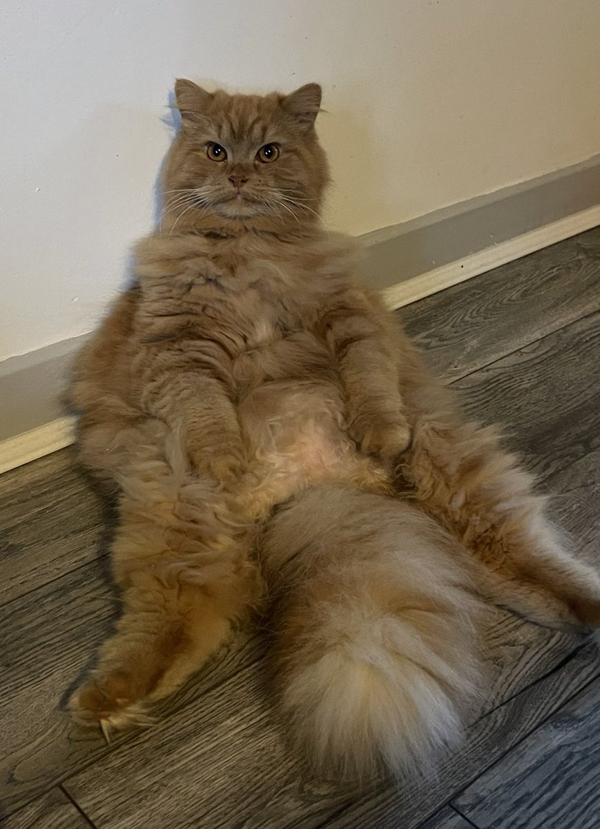 AnitaJayneBooth's tweet photo. @rickygervais please help make my Rodger famous! Heβs been missing for 11 days, possibly stolen as no sightings, heβs part Persian & I miss him so much! Chipped, neutered & got a collar! #findrodger #thankyou β€οΈππ€πΌππΌπ https://t.co/uCgT1yuOjx