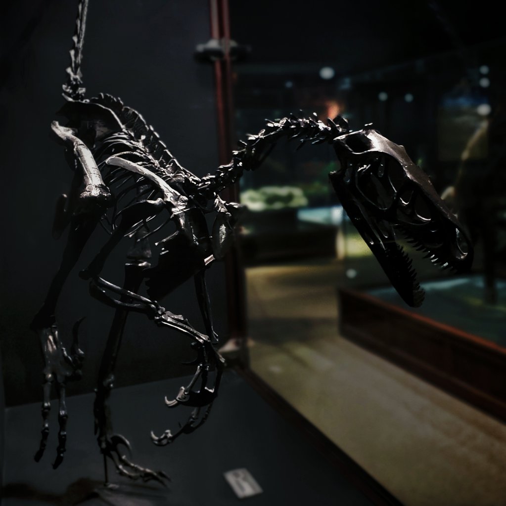 paleeoguy's tweet photo. The skeleton of #Saurornitholestes (#MOR660) is truly menacing. This fleet-footed 'raptor' #fossil was found in #Montana's #TwoMedicineFormation (~72 Ma), &amp; fossils of the genus are also known from Canada.
#paleontology #dinosaur https://t.co/W0yyTlpMpG