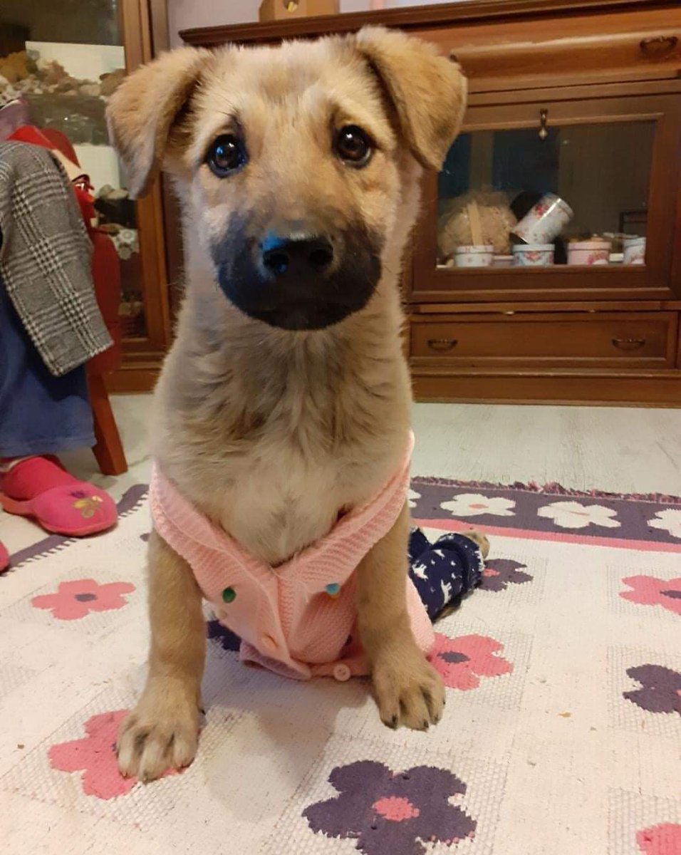 masum_gozler's tweet photo. 5 AYLIK FELÇLİ BİR CAN, "UMUT" TEDAVİ OLDU FAKAT YÜRÜME ŞANSI MALESEF YOK. GEÇİCİ YUVASINDA ZAMANI DOLDU, ONA ÖMÜRLÜK YUVASINI ARIYORUZ
UŞAK / MERKEZ
İLETİŞİM: 0553 605 83 72 https://t.co/xOdtVVQljq