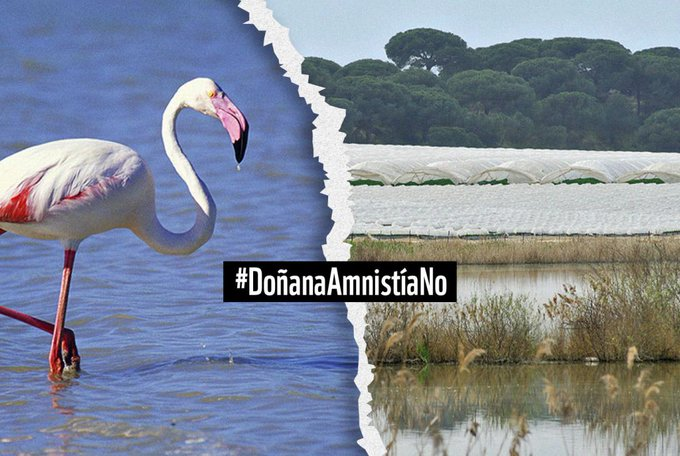 WWFespana's tweet photo. La propuesta de ley de @JuanMa_Moreno pretende legalizar 1 900ha de cultivos ilegales y sería una grave amenaza para Doñana y el futuro de la agricultura legal. 
Pedimos que mañana se retire esta propuesta del @ParlamentoAnd 

Vía @europapress 

https://t.co/HQox7GSN8X https://t.co/ldJ7ygWYTJ