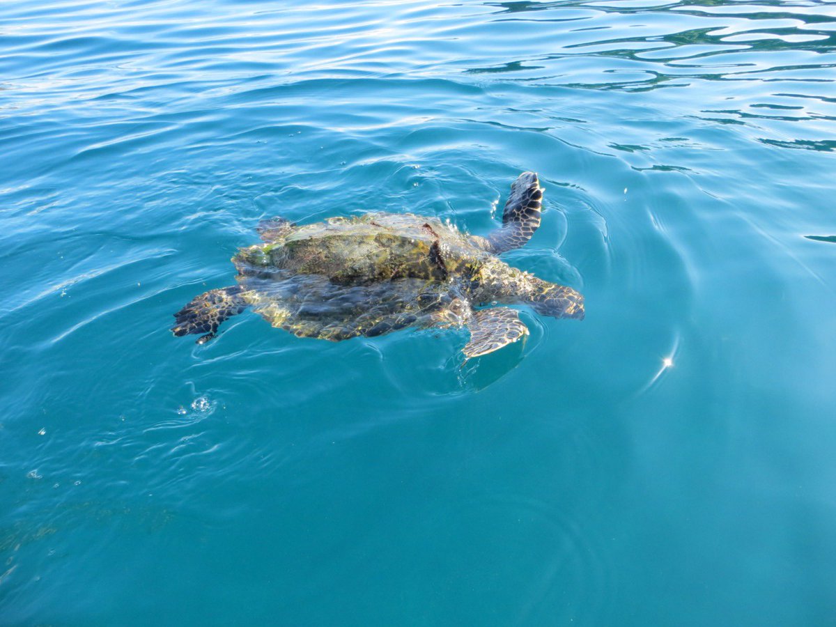 pasopacifico's tweet image. Eastern Pacific Hawksbill sea turtles live most of their lives foraging in the mangroves and rocky reefs of Central America and Mexico. Their carapace is unique. What traits can you see in this photo that tell you that it is a hawksbill sea turtle?  #TurtleTuesday #SEETurtles