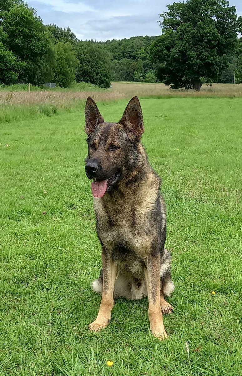 #PDDiesel helped out his colleagues in Glasgow last night when he found a vulnerable missing person. The man was conveyed to hospital for a check up.
#GoodBoy
#NotJustCrime