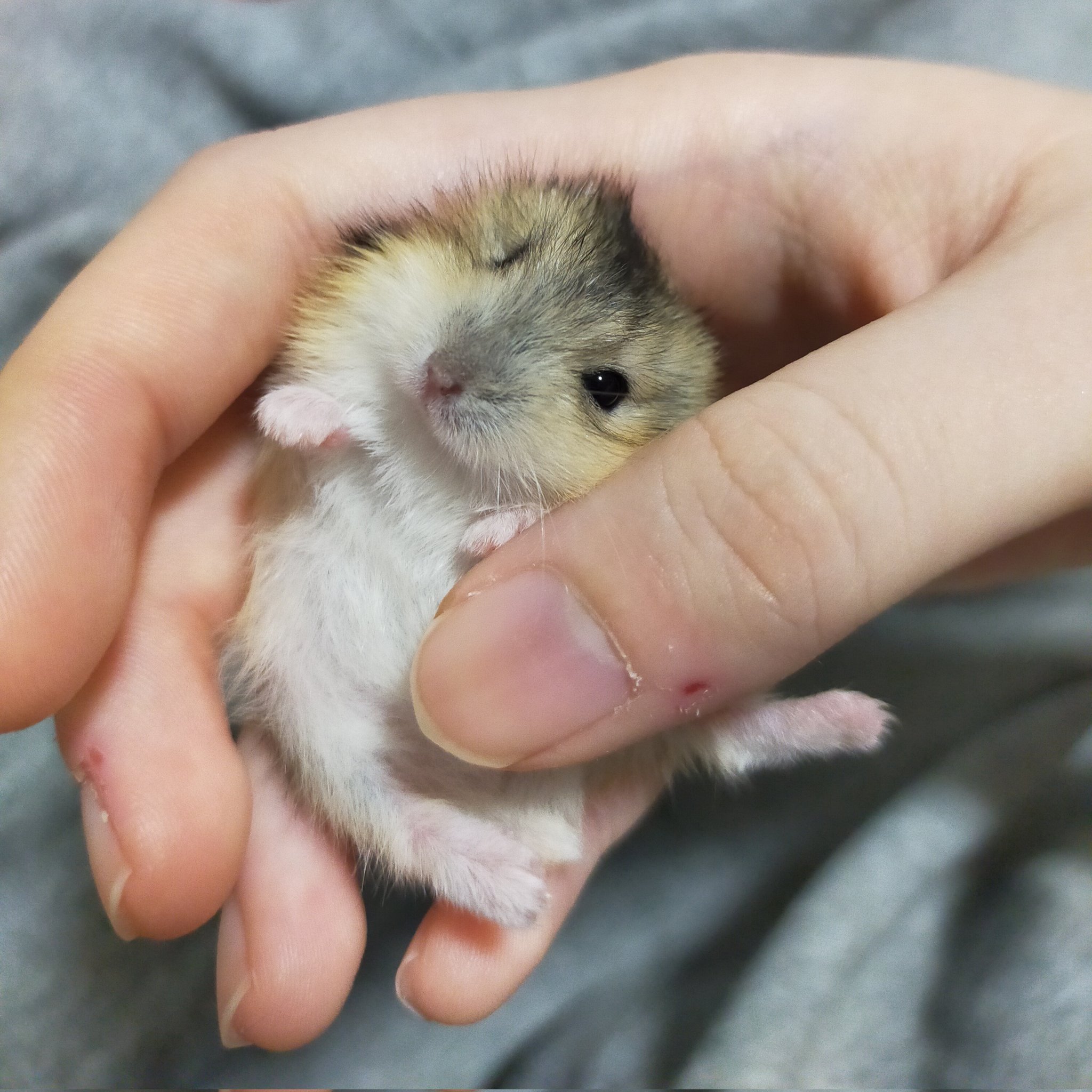 Kana ぼく可愛いでしょ って顔してる ハムスター ハムスター赤ちゃん T Co Agyu6n3a7z Twitter
