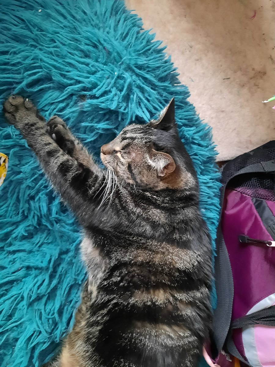 NippleThursday's tweet photo. When you're simply trying to take your fifth nap of the day and are hounded by the paparazzi...
#tuesdayvibe #CatsOfTwitter #naptime #paparazzi #Milo #TerrificTuesday https://t.co/pptwI7xS95
