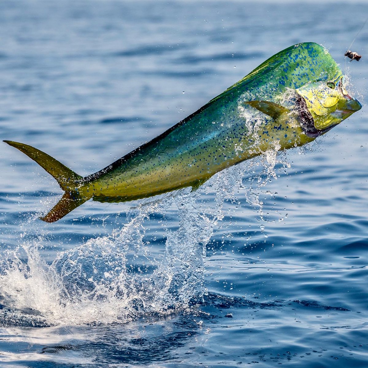 Guy Harvey Foundation tweet media