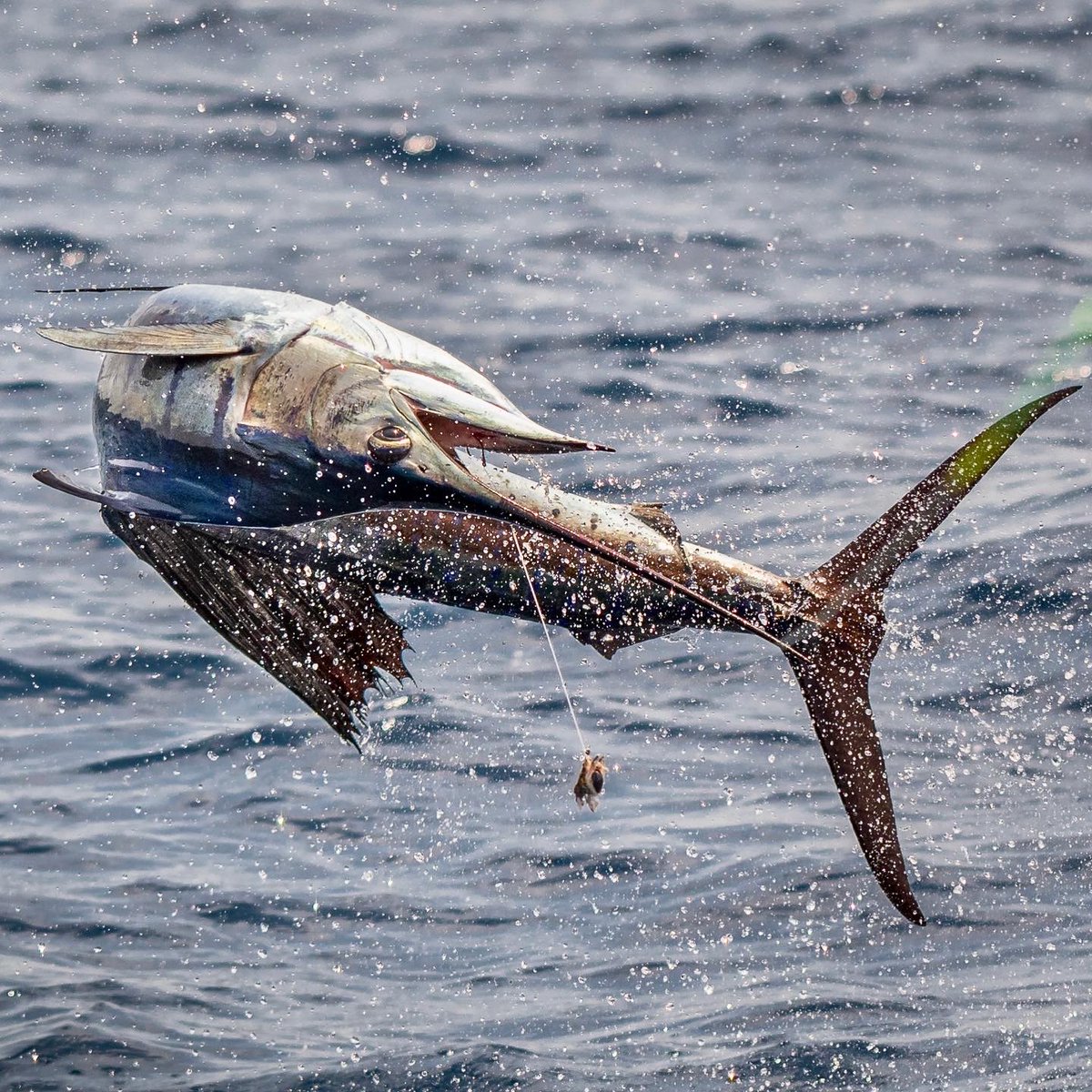 Guy Harvey Foundation tweet media
