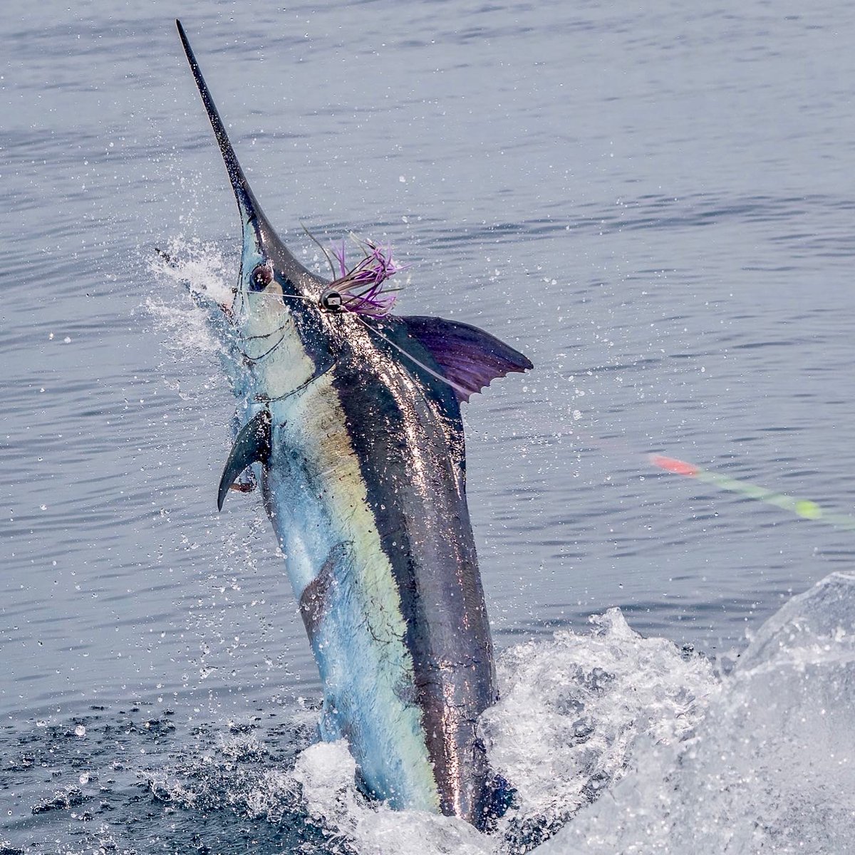 Guy Harvey Foundation tweet media