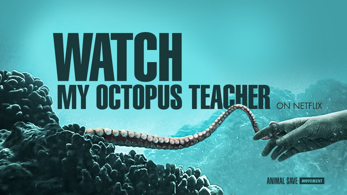 Watch the beautiful doc My Octopus Teacher on Netflix &amp; see why you would never even want to eat an octopus, &amp; why they deserve to be protected against human exploitation.
@AyuntamientoLPA @CanaryIslandsEN 

#StopOctopusFarms🐙
#StopEatingOctopus