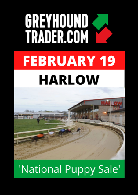 Greyhound Trader tweet media