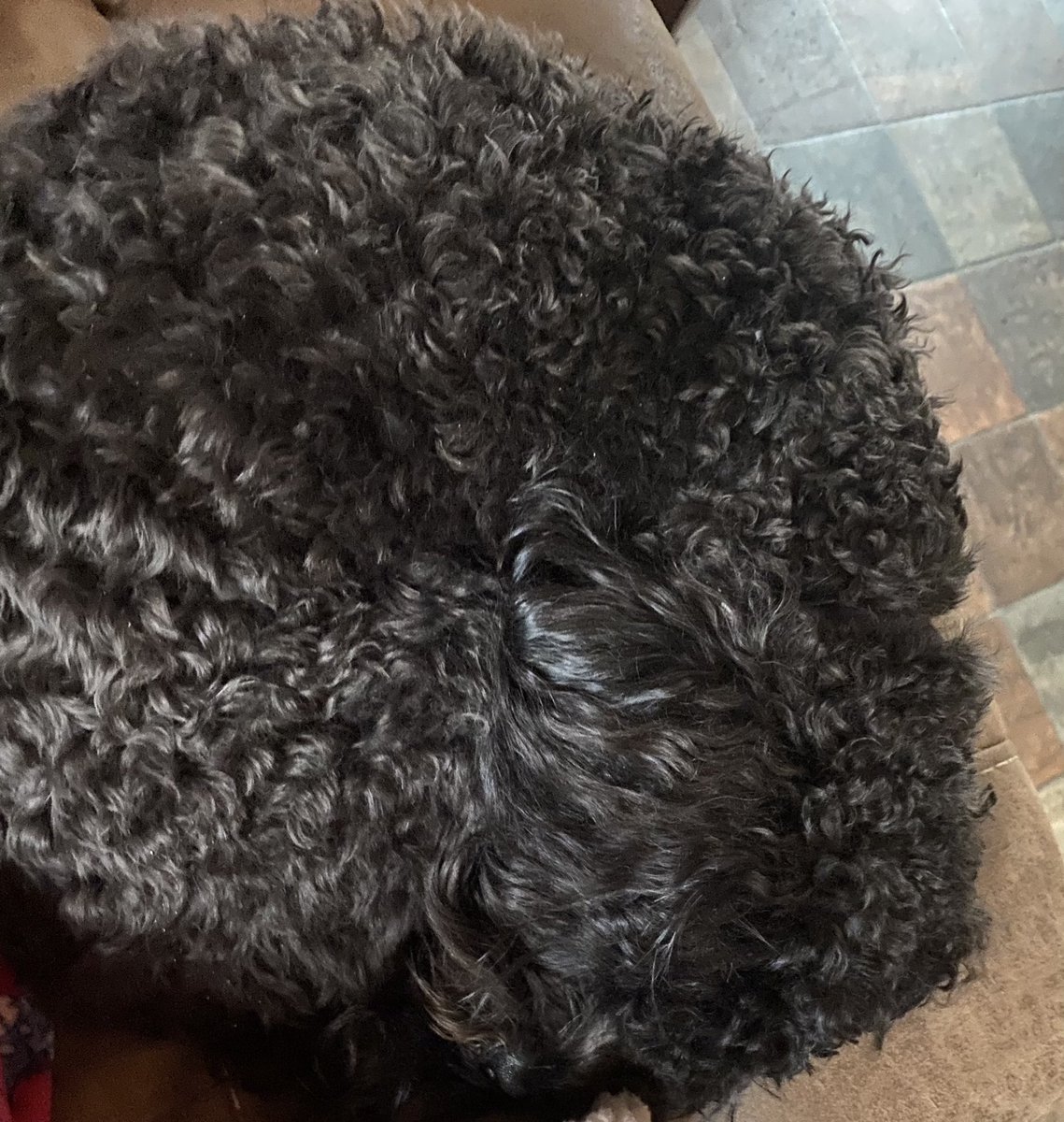 lessofme330's tweet photo. Trying to imitate @OdinAllbother is it working? #DogsofTwittter #TwinsiesonTwitter https://t.co/1QHsK3ifqk