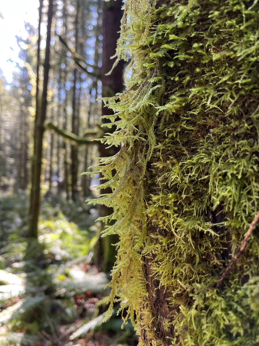 Shadiab12's tweet photo. I love walking through the forest 🌲 #pnw #pnwhikes #TwitterNatureCommunity #explorewashstate https://t.co/mlycOetu9z