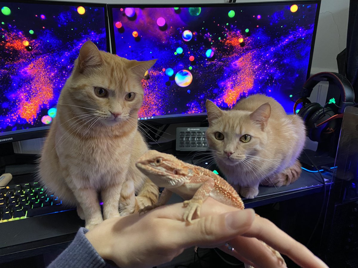 MichaelaGoodson's tweet photo. The babies. 

#Cat #Cats #BeardedDragon #Beardie #Pets #Animals #Cute https://t.co/QqfqZQbEzQ