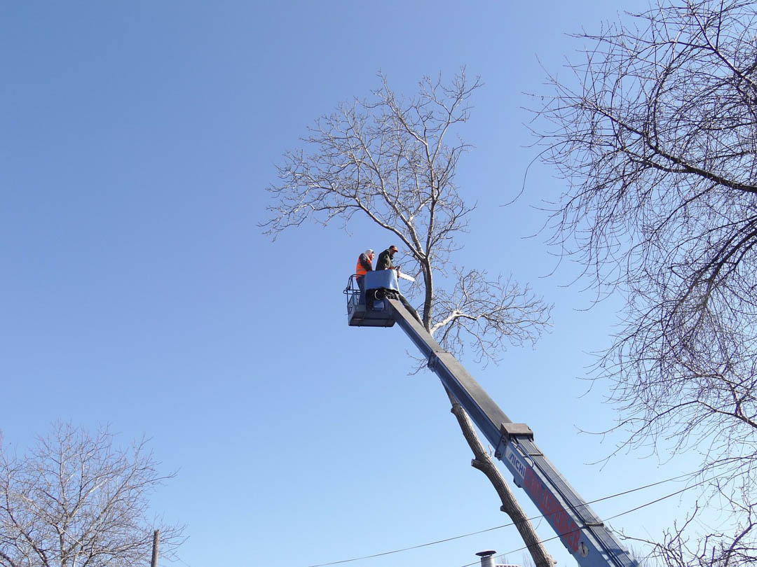 AffordableAn's tweet photo. At An Affordable Tree Service, our expert arborists perform 24-hour tree services so that your arboreal elements are healthy and attractive all year long. #24HourTreeService #Arborist https://t.co/QDZTRnumlg https://t.co/FAqAVPUC40
