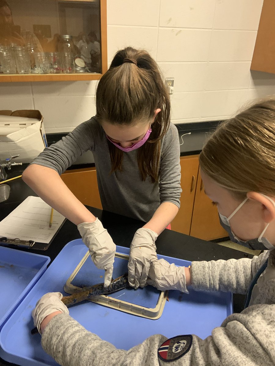 Dlanderspulaski's tweet photo. A big thanks to @LampreyControl for the #sealamprey specimens as @PCSD_PCMS students explore structure/function and #GreatLakes ecosystem #greatlakesliteracy @UWiscSeaGrant #RaiderStrong https://t.co/Y4R9pU3SvD
