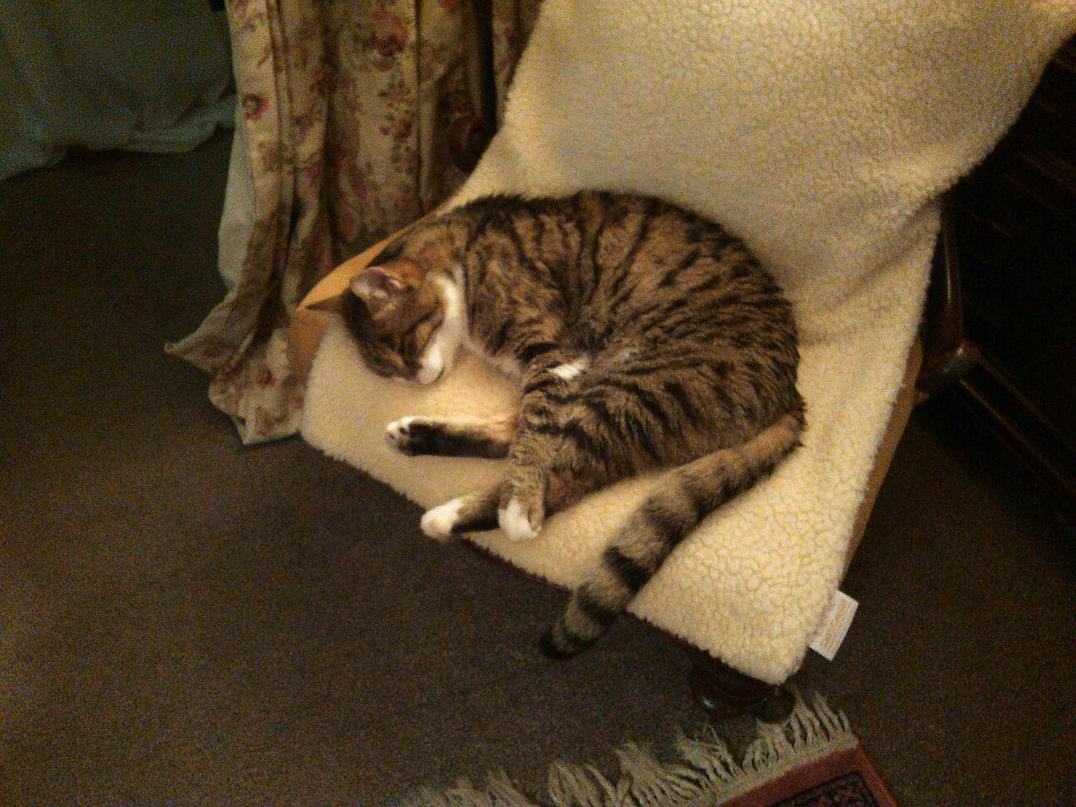 DAScott11's tweet photo. @RSPCA_official My Nowzad rescue is awaiting RSPCA action. Get these cats off him , fine/imprison them both. Make an example of them or my RSPCA donations will STOP. https://t.co/VfvwwDociV