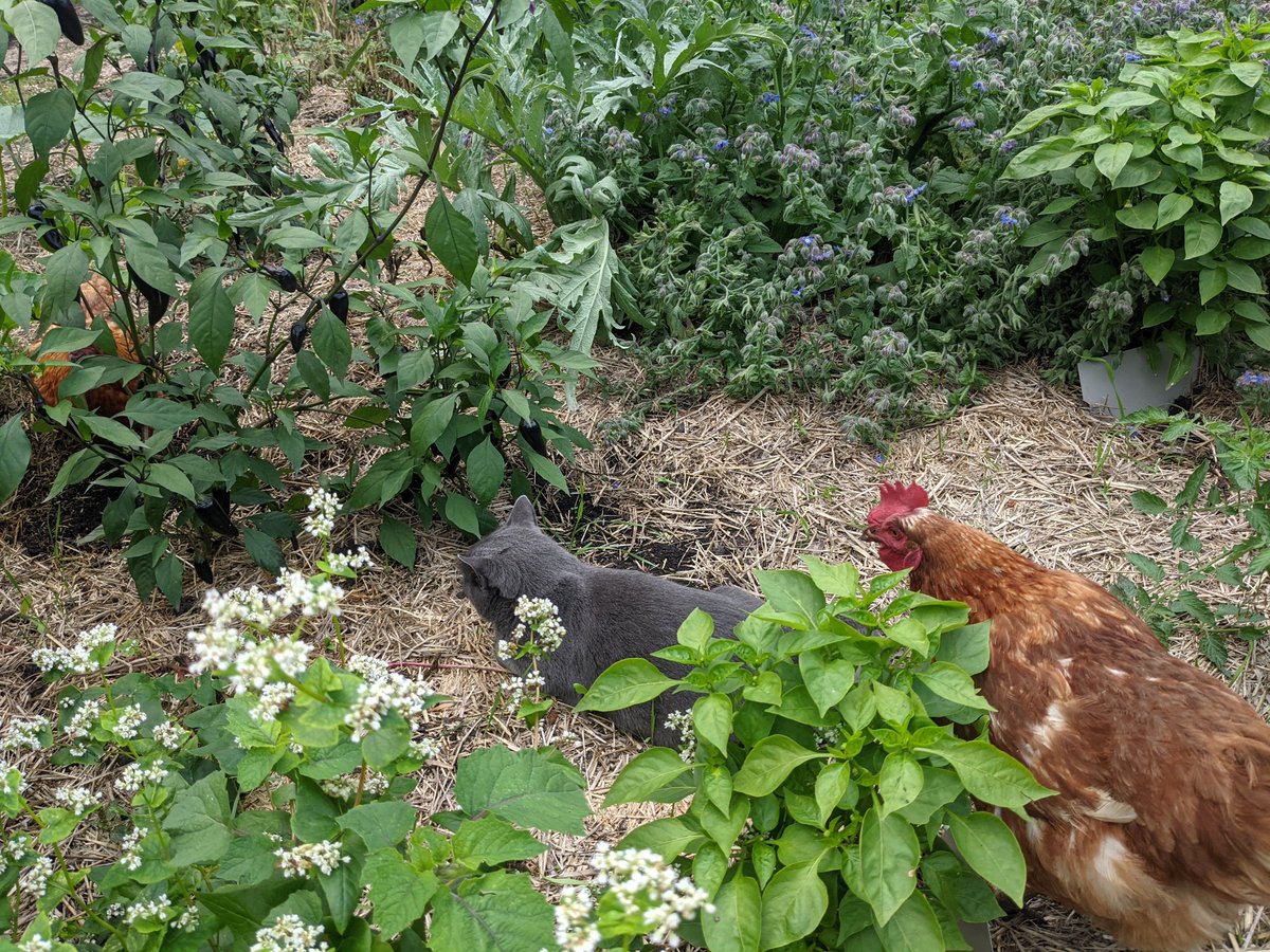 PrairieOrganics's tweet photo. Photo contest round 2! Attendees send a picture to info@manitobaorganicalliance.com of your furry/feathery friend! Prizes supplied by Adagio Acres!
 
Still accepting submissions for "epic breakdown".

Check out @karen_klassen ‘s furry AND feathery friends!
#PrairieOrganics https://t.co/enRxVA8Nev
