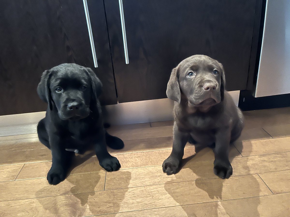 JimmyandEarle's tweet photo. Together , we are Jimmy & Earle - awake #EatSleepGrow #puppypower 3/3 https://t.co/OYLY0ZttH3