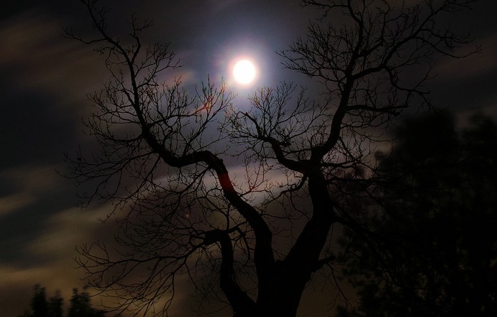 Ночью деревья спят. Дерево ночью. Пейзаж ночь. Ночь Луна дерево. Дерево в лунном свете.