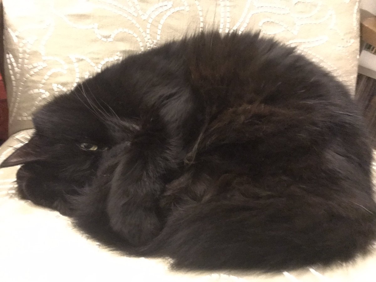 TortoiseLessons's tweet photo. #cats #catsunited Me and Marv are going to watch the West Ham game. He’s likely to throw a hissy fit when #Zouma gets on the ball. https://t.co/2HD79olKp7