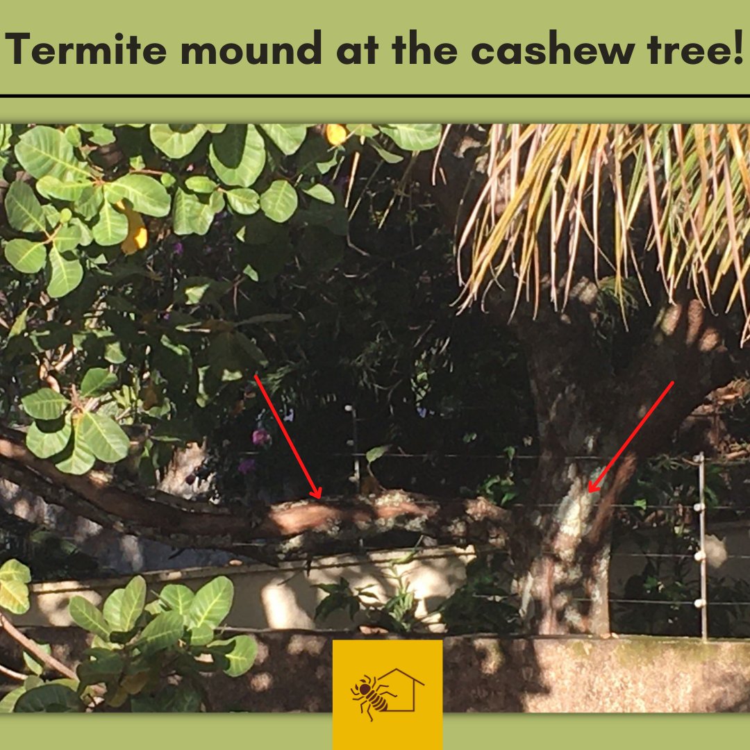 TemCupimlaemCS's tweet photo. Hey guys!! Look how interesting this post is. These termites were found at @cunhahf 's parents' house by the cashew tree in the neighborhood. Here's the tip, maybe the termite that is in your house may have come either from the house next door, or from a nearby tree. https://t.co/itfQJujgaz