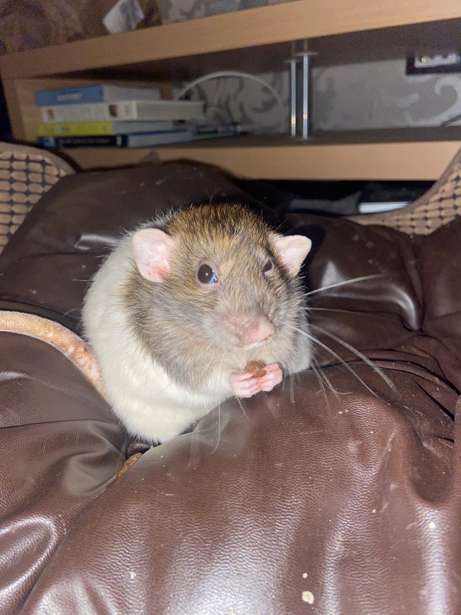 Tried getting a cute photo of Ralph but instead I caught him mid sneeze