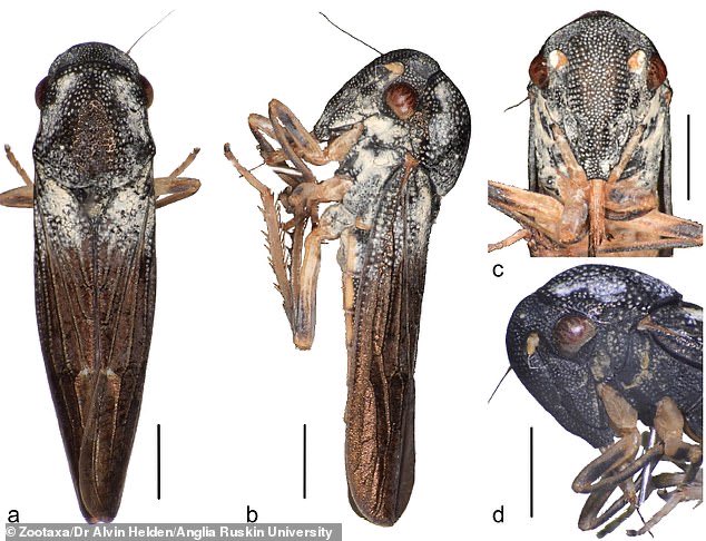 TheNorskaPaul's tweet image. The insect with leaf-shaped GENITALS 😳
New species of #leafhopper discovered in #Uganda - and is so rare that its closest relatives were last seen in 1969.
#BritishScientist reports discovery of species,  #Phlogiskibalensis which has a metallic sheen &amp;amp; pitted body.
