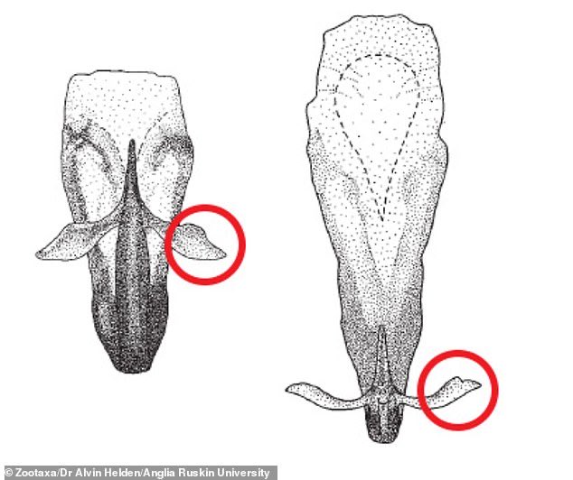 TheNorskaPaul's tweet image. The insect with leaf-shaped GENITALS 😳
New species of #leafhopper discovered in #Uganda - and is so rare that its closest relatives were last seen in 1969.
#BritishScientist reports discovery of species,  #Phlogiskibalensis which has a metallic sheen &amp;amp; pitted body.