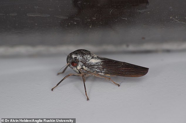 TheNorskaPaul's tweet image. The insect with leaf-shaped GENITALS 😳
New species of #leafhopper discovered in #Uganda - and is so rare that its closest relatives were last seen in 1969.
#BritishScientist reports discovery of species,  #Phlogiskibalensis which has a metallic sheen &amp;amp; pitted body.