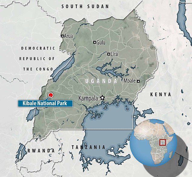 TheNorskaPaul's tweet image. The insect with leaf-shaped GENITALS 😳
New species of #leafhopper discovered in #Uganda - and is so rare that its closest relatives were last seen in 1969.
#BritishScientist reports discovery of species,  #Phlogiskibalensis which has a metallic sheen &amp;amp; pitted body.