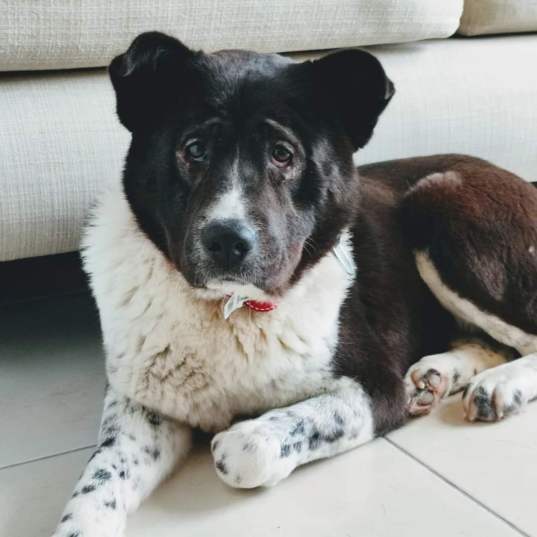 Pets__Mag's tweet photo. ANKARA 

 SOKAĞA TERK EDİLEN GÜZEL KIZIMIZA ÇOK SEVİLECEĞİ ÖMÜRLÜK YUVASINI ARIYORUZ 

İLETİŞİM : 0 553 277 84 72

🔵Destek vermek için Rt eder misiniz lütfen. 
🔵Diğer sahiplendirme ilanlarına web sayfamızdan ulaşabilirsiniz 
🔵https://t.co/DWUec26iry https://t.co/l7sCFPm8Ye