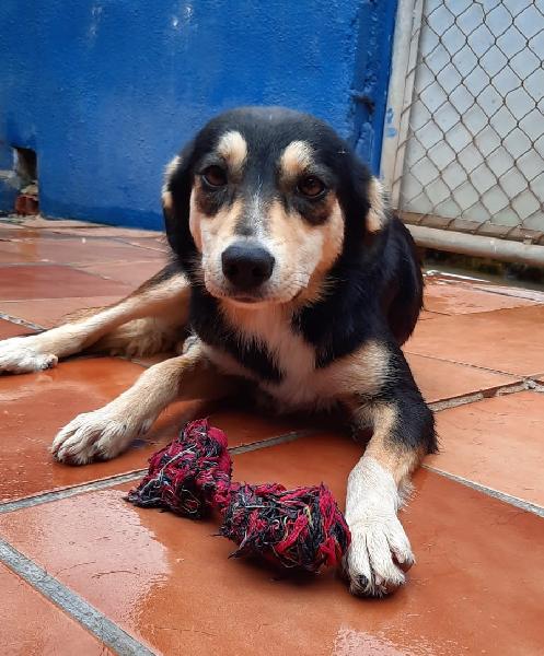 Ya conocéis a sus dos hermanas y ahora os presentamos a la mayor, de una camada anterior, porque así tienen algunos a sus perras, pariendo sin cesar 
Eva es la más tímida, la de mirada más dulce.