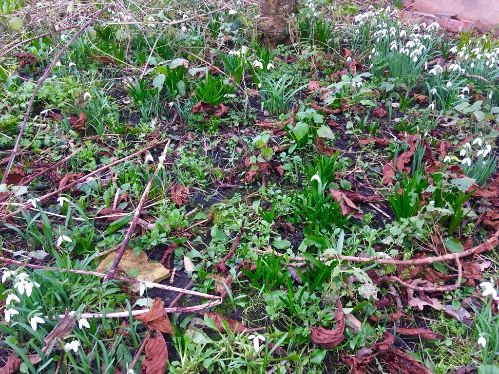 Snowdrops out at the KLNS and some great news to share this week, we’re now officially an “Excellent” Night Shelter! Many thanks to Housing Justice for their visit &amp; national Quality Mark scheme, read all about it here: housingjustice.org.uk/night-shelters… <a href="/DioceseNorwich/">Diocese of Norwich</a> <a href="/networknorfolk/">Network Norfolk</a>