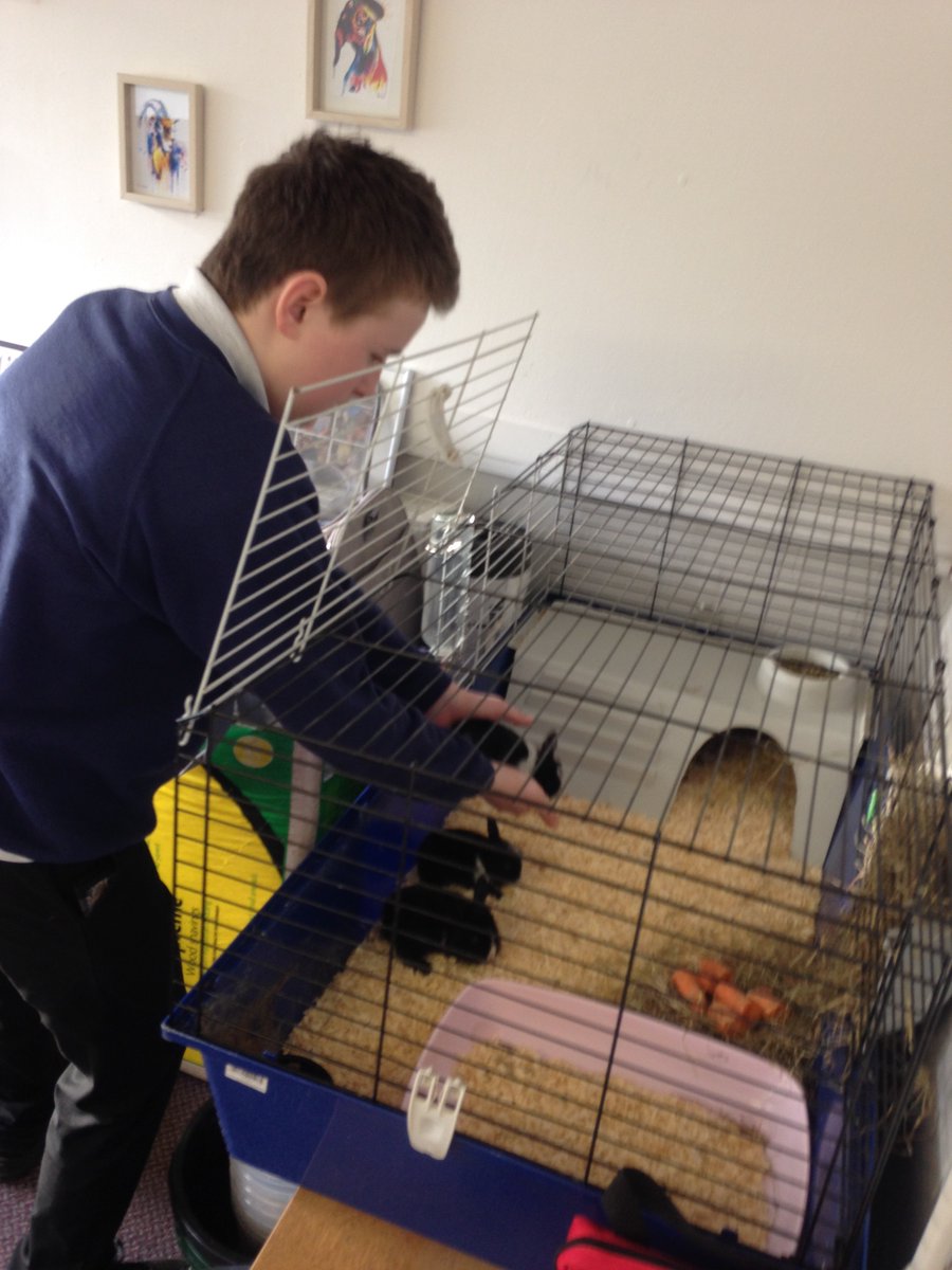 Livvi_Fay's tweet photo. Ewan looking after his rabbits today. Fresh food, water and bedding done. #animalcule #landbasedstudies @LeverParkSchool @bolton_pru https://t.co/2VLfyQfNt9