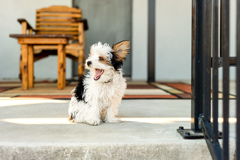 TxLegato's tweet photo. 📣 HEYYY, Hi!!! Guess what? I'm the new baby at Legato! My name is Bandit, &amp; I'm a little Yorkie! You'll have to stop by the winery to meet me in person though ~ Th-Mon, Noon-6pm (5pm on Sun). I just know y'all want to come and cuddle, so see you soon! ;} 
#dogsofwine #winerydogs https://t.co/ZaPIIvDfAv