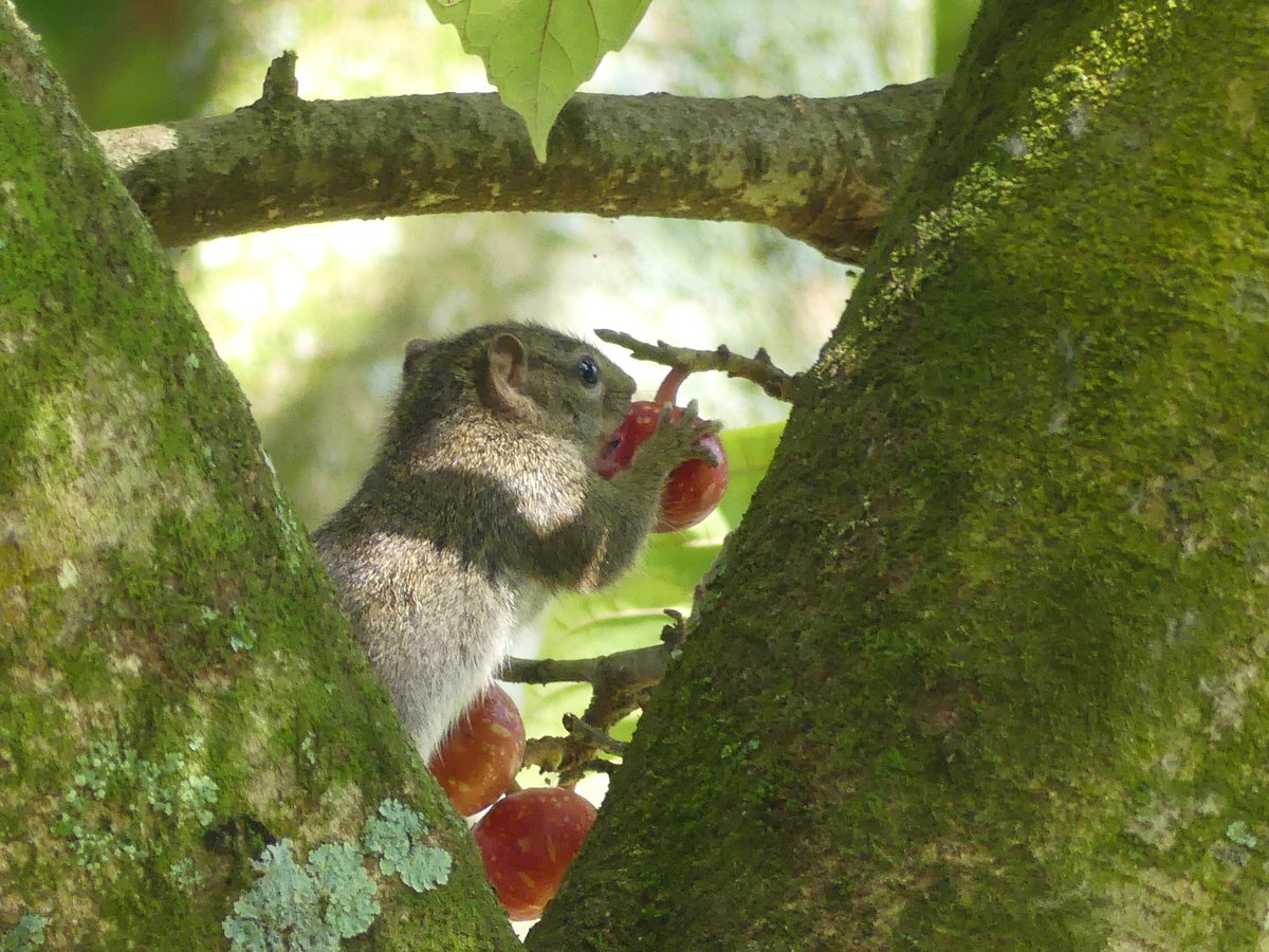 PhotosForTrees's tweet photo. Brunch on a #thicktrunktuesday
#ficussur #treesofkenya #frugivores https://t.co/DHgyxiMghu