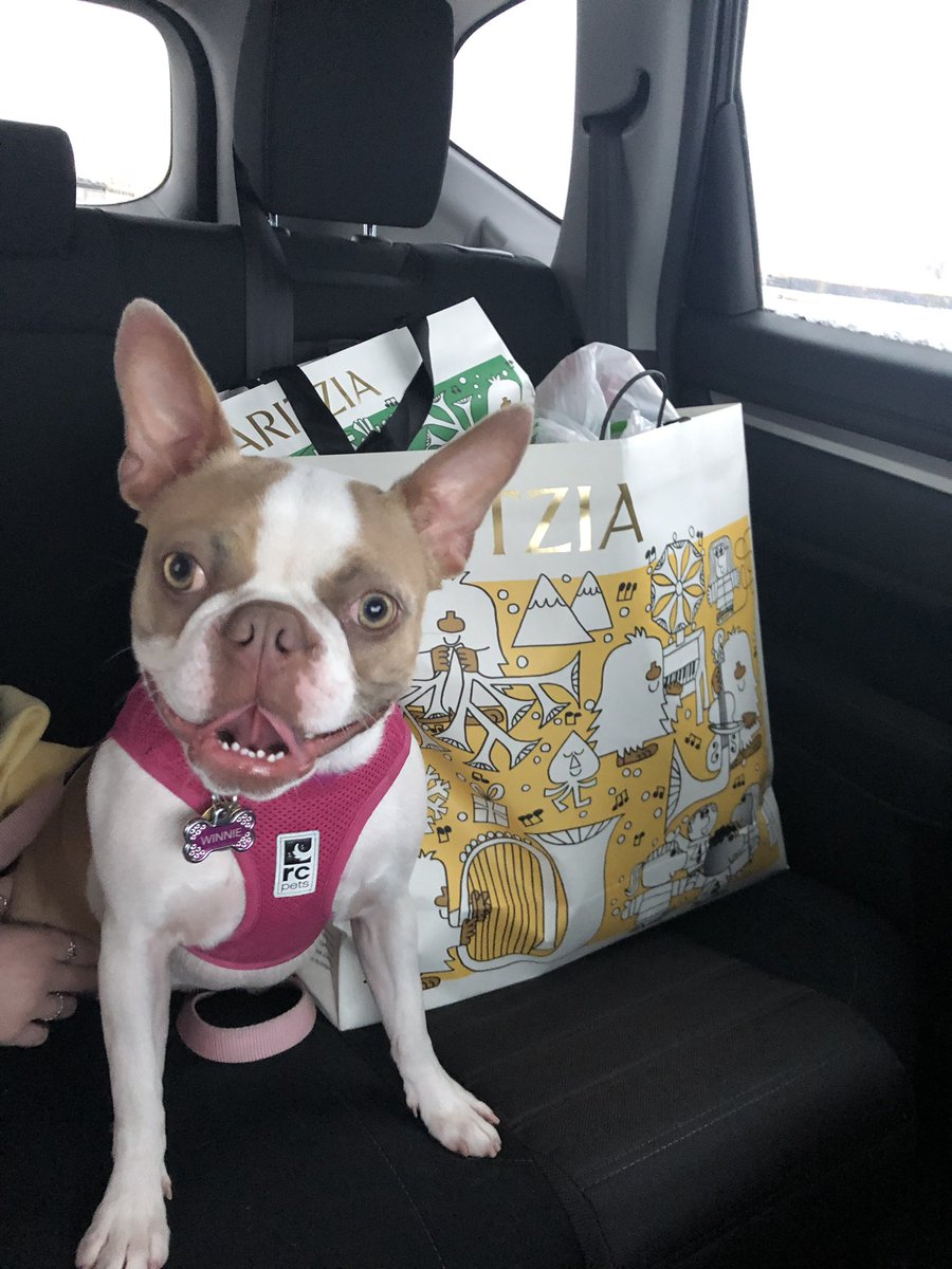 LisDH's tweet photo. @dog_rates @Trupanion https://t.co/onTfn54TaW