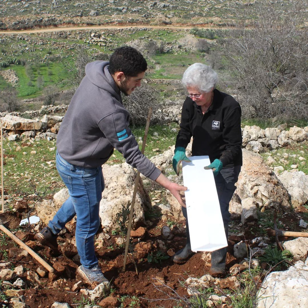 Monday the 7th of February 2022: The first day of planting activity as part of the JAI-ATG Olive Planting Program, started on Sunday, with the participation of international volunteers from various countries.

The activity took place in Wad Fukin village, west of Bethlehem