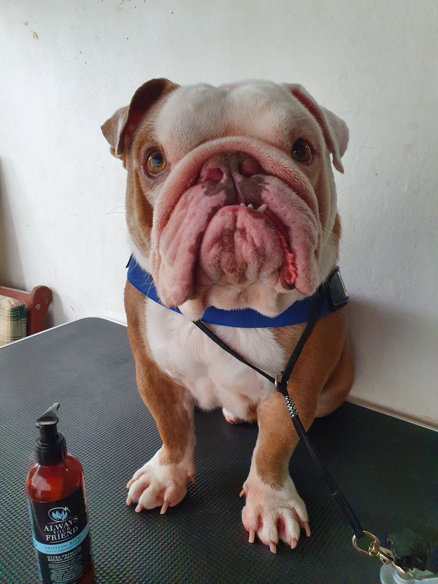 Good Morning! Diego loved his new leave in, protein rich conditioning mask. Ooh fancy! Thanks to <a href="/AYFpet/">Always Your Friend</a> ❤ #lifeofadoggroomer #sydney #dogs